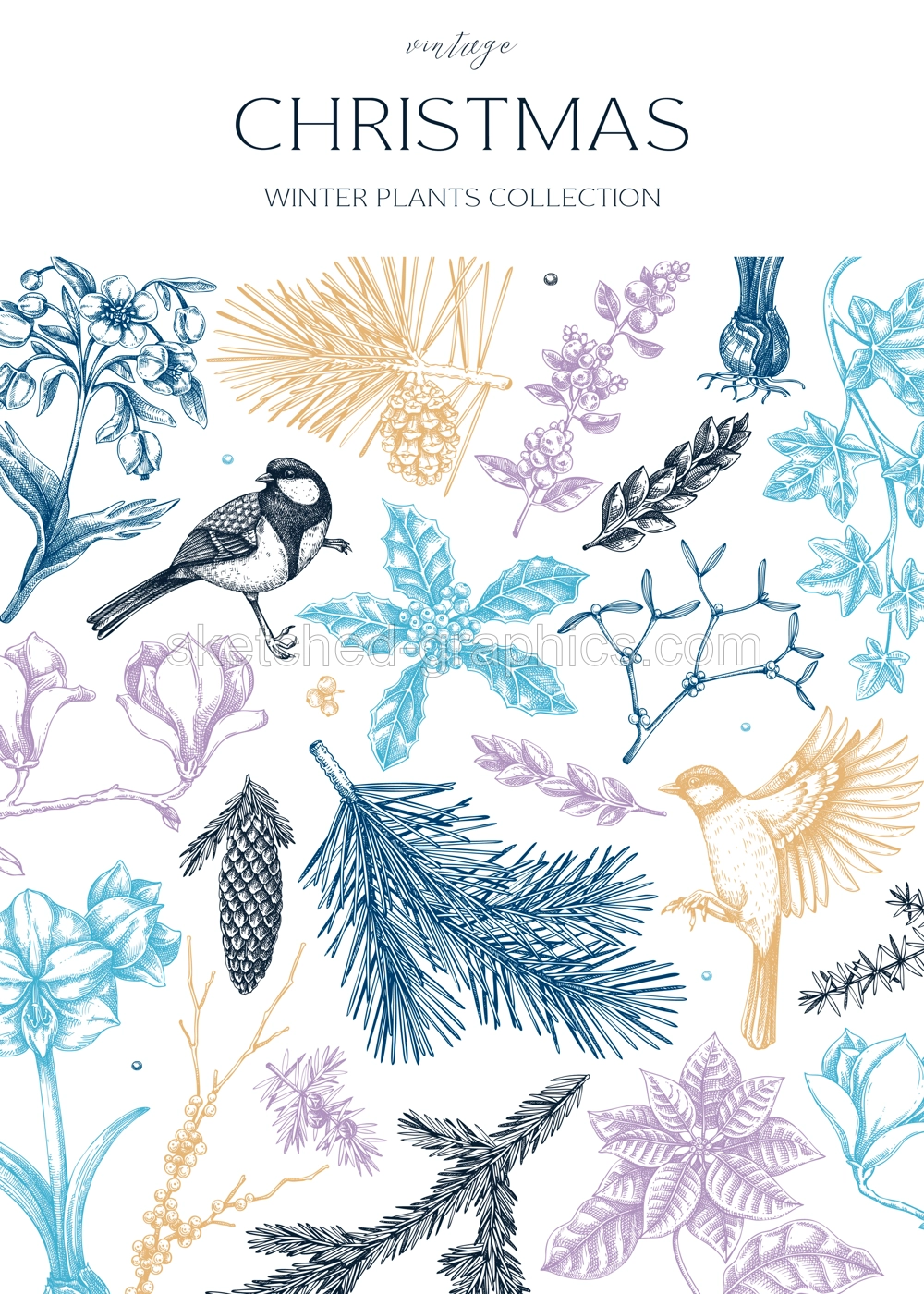 Vintage Christmas card design. Winter nature background. Conifer trees, winter flowers, birds sketches. Hand drawn vector illustration. NOT AI generated Illustration